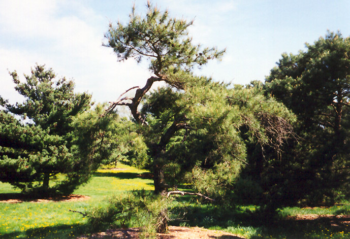 Japanese Red Pine (Pinus densiflora) at Bedner's Farm & Greenhouse