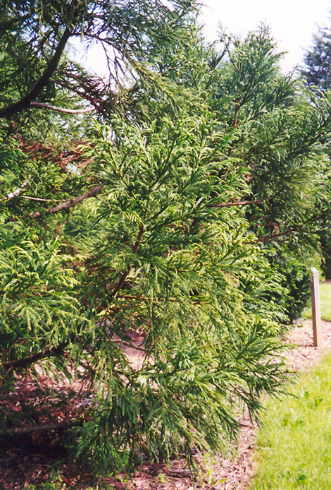 Japanese Cedar (Cryptomeria japonica) at Bedner's Farm & Greenhouse