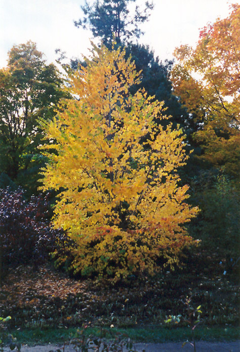 Katsura Tree (Cercidiphyllum japonicum) at Bedner's Farm & Greenhouse