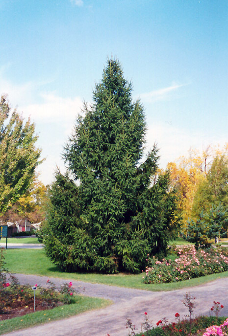 Norway Spruce (Picea abies) at Bedner's Farm & Greenhouse