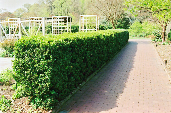 Common Boxwood (Buxus sempervirens) at Bedner's Farm & Greenhouse