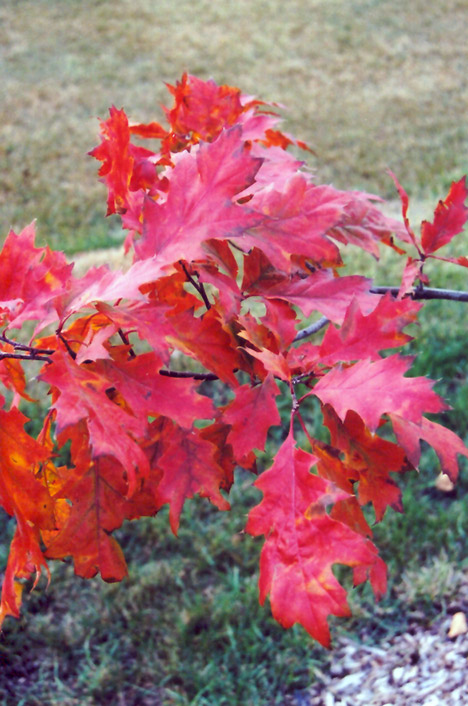 Red Oak (Quercus rubra) at Bedner's Farm & Greenhouse