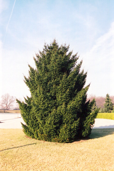 Oriental Spruce (Picea orientalis) at Bedner's Farm & Greenhouse