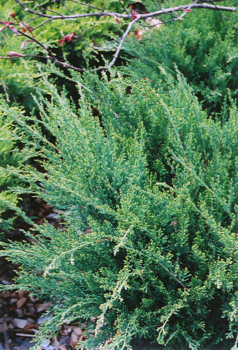 Sea Green Juniper (Juniperus chinensis 'Sea Green') at Bedner's Farm & Greenhouse
