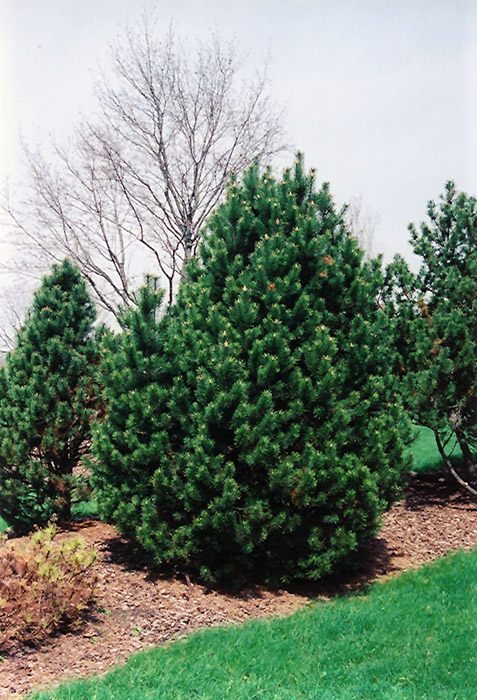 Gnom Mugo Pine (Pinus mugo 'Gnom') at Bedner's Farm & Greenhouse