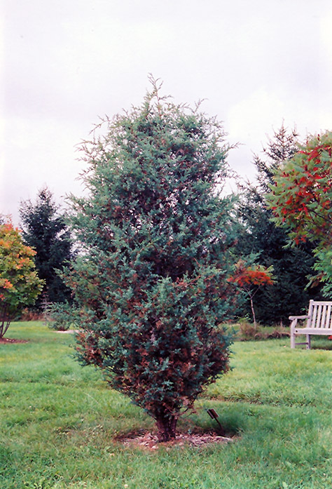 Chinese Juniper (Juniperus chinensis) at Bedner's Farm & Greenhouse