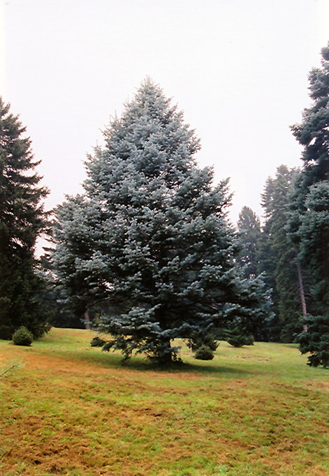 Candicans White Fir (Abies concolor 'Candicans') at Bedner's Farm & Greenhouse