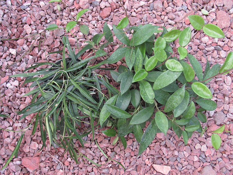 Jade Wax Plant (Hoya carnosa 'Jade') at Bedner's Farm & Greenhouse