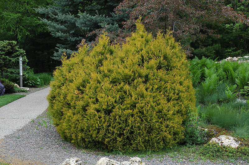 Rheingold Arborvitae (Thuja occidentalis 'Rheingold') at Bedner's Farm & Greenhouse