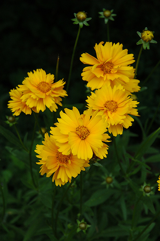 Early Sunrise Tickseed (Coreopsis 'Early Sunrise') at Bedner's Farm & Greenhouse