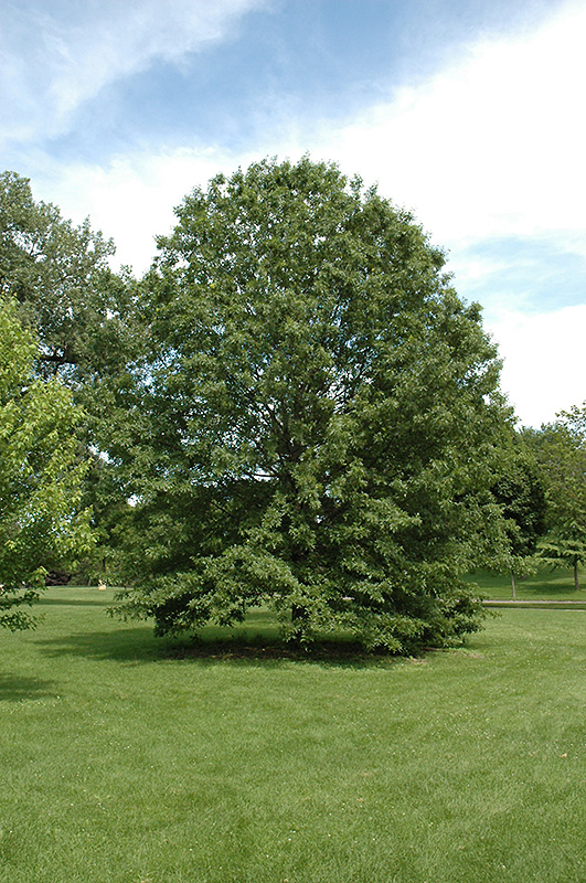Northern Pin Oak (Quercus ellipsoidalis) at Bedner's Farm & Greenhouse