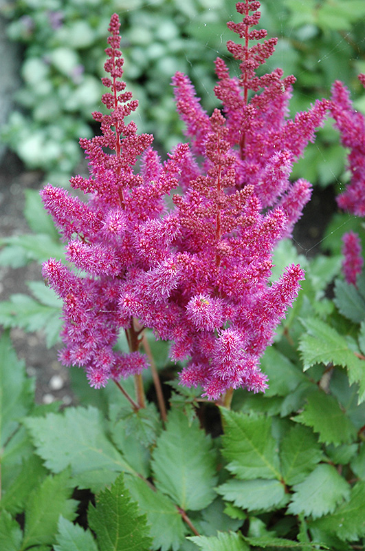 Visions Astilbe (Astilbe chinensis 'Visions') at Bedner's Farm & Greenhouse