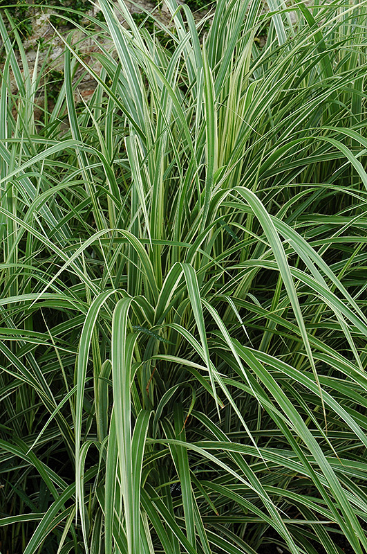 Variegated Silver Grass (Miscanthus sinensis 'Variegatus') at Bedner's Farm & Greenhouse