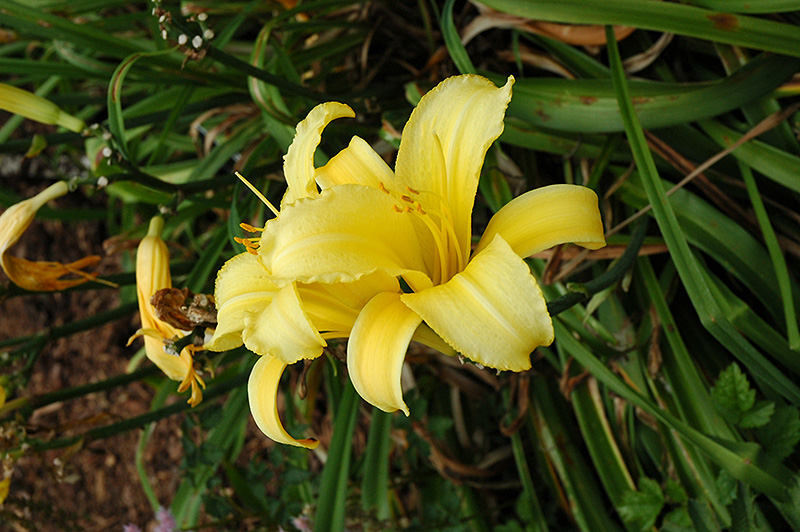 Mary Todd Daylily (Hemerocallis 'Mary Todd') at Bedner's Farm & Greenhouse