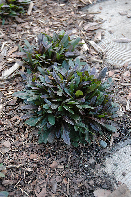 Chocolate Chip Bugleweed (Ajuga reptans 'Chocolate Chip') at Bedner's Farm & Greenhouse