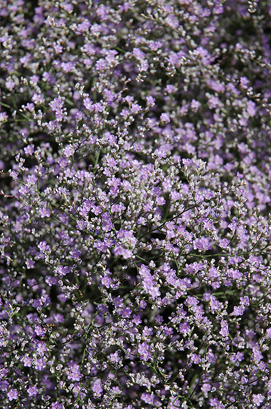 Sea Lavender (Limonium latifolium) at Bedner's Farm & Greenhouse