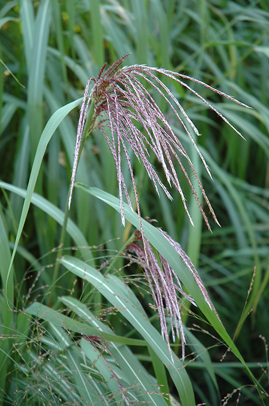 Maiden Grass (Miscanthus sinensis) at Bedner's Farm & Greenhouse