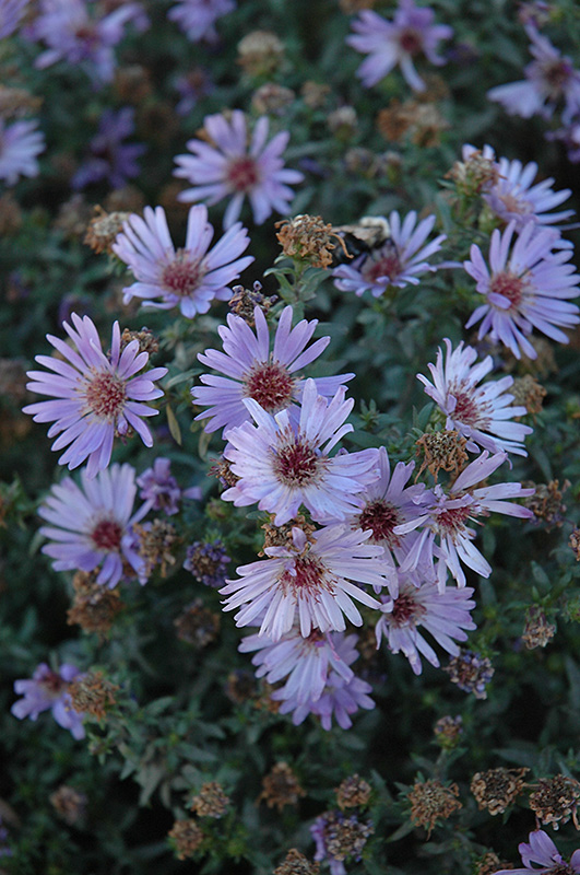 Woods Blue Aster (Aster 'Woods Blue') at Bedner's Farm & Greenhouse