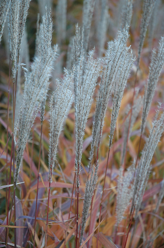 Flame Grass (Miscanthus sinensis 'Purpurascens') at Bedner's Farm & Greenhouse
