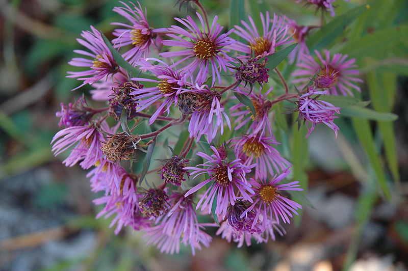 New England Aster (Aster novae-angliae) at Bedner's Farm & Greenhouse