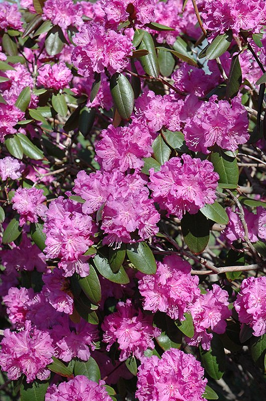 P.J.M. Rhododendron (Rhododendron 'P.J.M.') at Bedner's Farm & Greenhouse