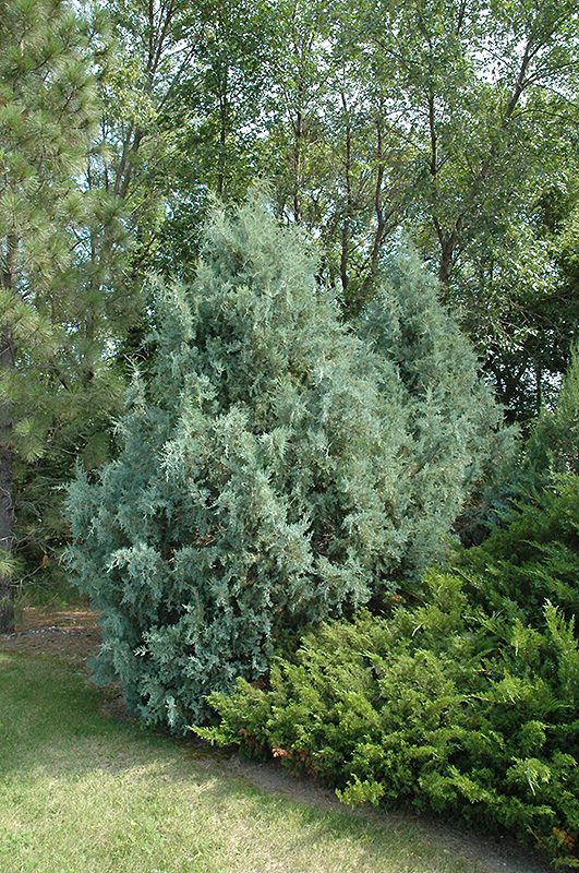 Wichita Blue Juniper (Juniperus scopulorum 'Wichita Blue') at Bedner's Farm & Greenhouse