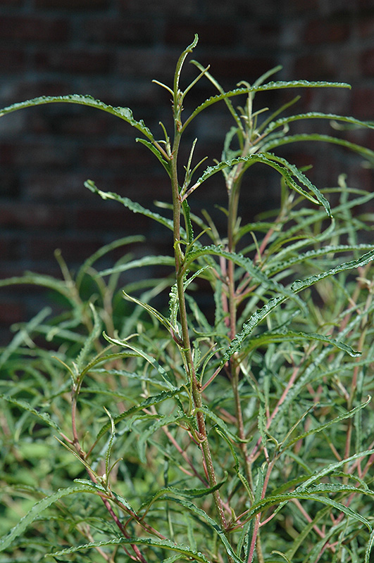 Fine Line Fern Leaf Buckthorn (Rhamnus frangula 'Ron Williams') at Bedner's Farm & Greenhouse