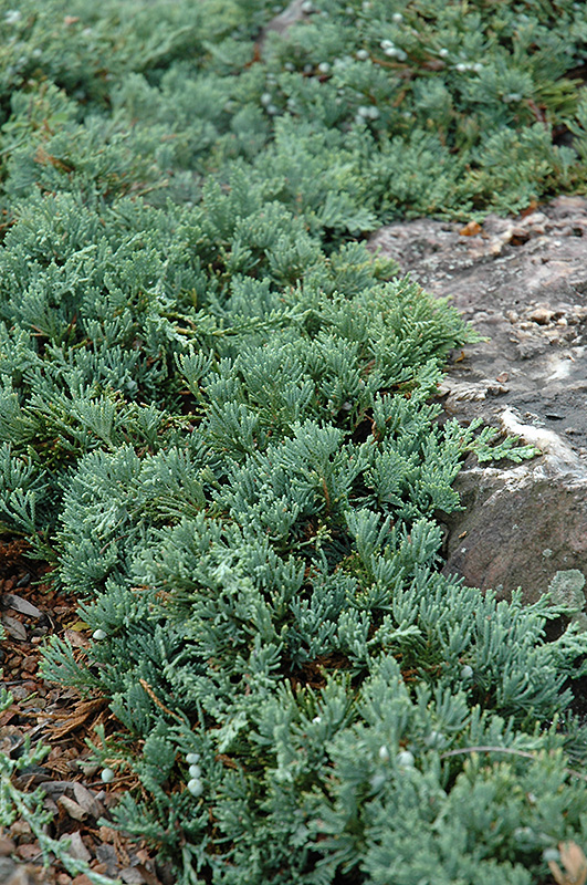 Blue Rug Juniper (Juniperus horizontalis 'Wiltonii') at Bedner's Farm & Greenhouse
