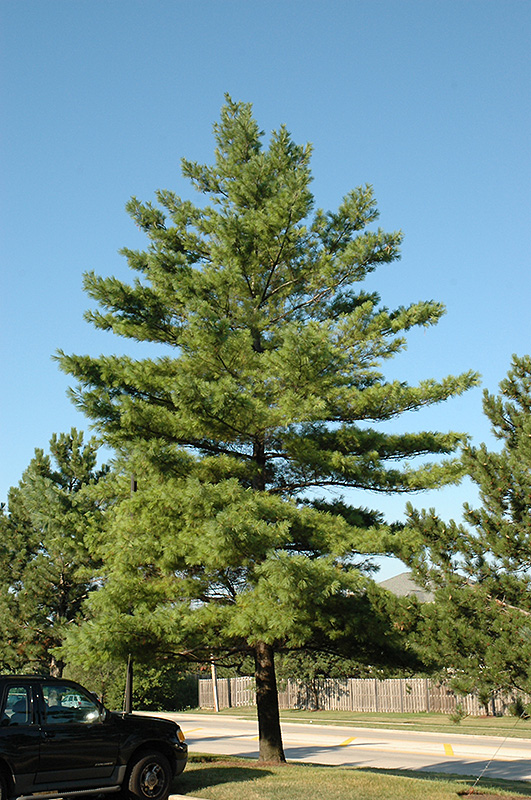 White Pine (Pinus strobus) at Bedner's Farm & Greenhouse