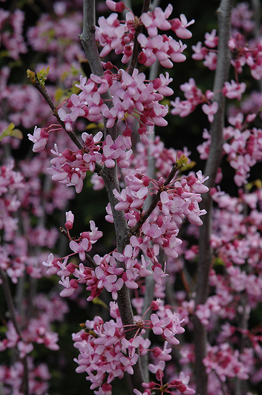 Texas Redbud (Cercis canadensis 'var. texensis') at Bedner's Farm & Greenhouse