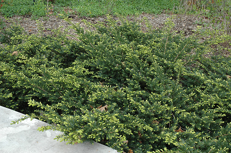 Everlow Yew (Taxus x media 'Everlow') at Bedner's Farm & Greenhouse