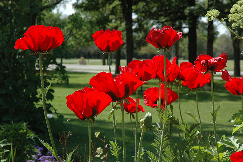 Beauty of Livermere Poppy (Papaver orientale 'Beauty of Livermere') at Bedner's Farm & Greenhouse
