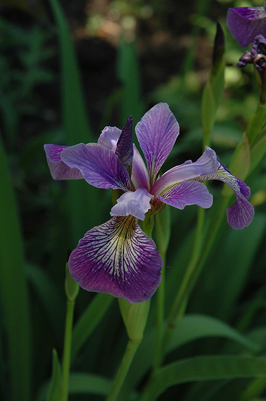 Blue Flag Iris (Iris versicolor) at Bedner's Farm & Greenhouse