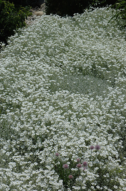 Snow-In-Summer (Cerastium tomentosum) at Bedner's Farm & Greenhouse