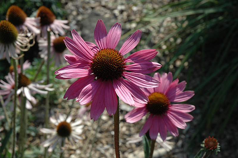 Tennessee Coneflower (Echinacea tennesseensis) at Bedner's Farm & Greenhouse