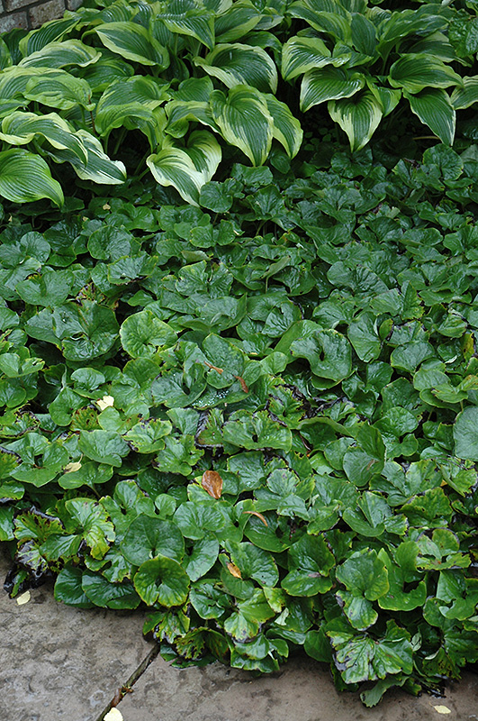 Canadian Wild Ginger (Asarum canadense) at Bedner's Farm & Greenhouse