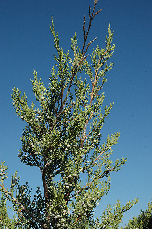 Hetz Columnar Juniper (Juniperus chinensis 'Hetz Columnar') at Bedner's Farm & Greenhouse