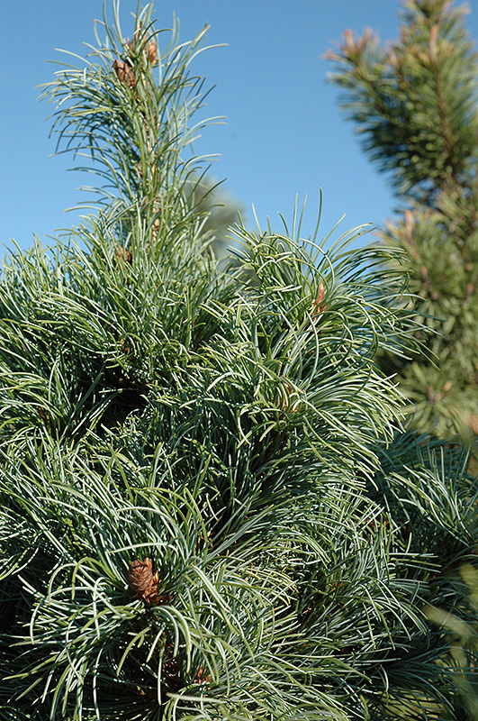Bergman Japanese White Pine (Pinus parviflora 'Bergmani') at Bedner's Farm & Greenhouse