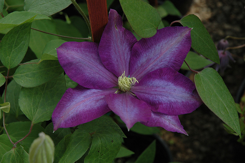 Daniel Deronda Clematis (Clematis 'Daniel Deronda') at Bedner's Farm & Greenhouse