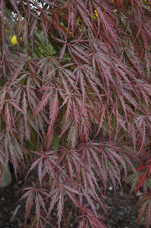 Tamukeyama Japanese Maple (Acer palmatum 'Tamukeyama') at Bedner's Farm & Greenhouse