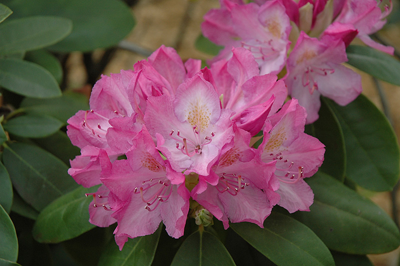 English Roseum Rhododendron (Rhododendron catawbiense 'English Roseum') at Bedner's Farm & Greenhouse
