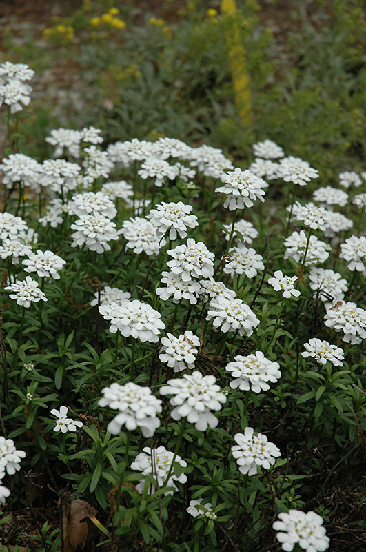 Purity Candytuft (Iberis sempervirens 'Purity') at Bedner's Farm & Greenhouse