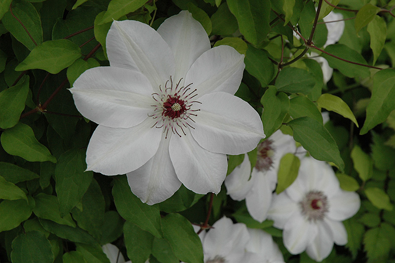 Henryi Hybrid Clematis (Clematis 'Henryi') at Bedner's Farm & Greenhouse
