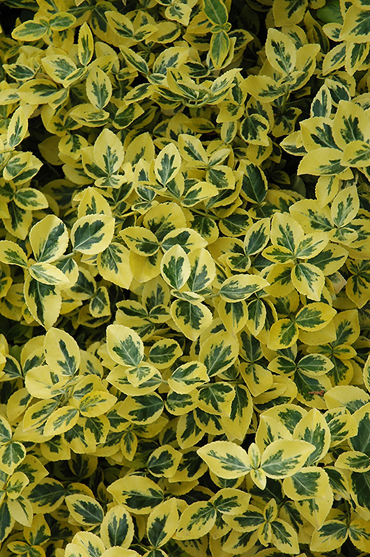Emerald 'n' Gold Wintercreeper (Euonymus fortunei 'Emerald 'n' Gold') at Bedner's Farm & Greenhouse