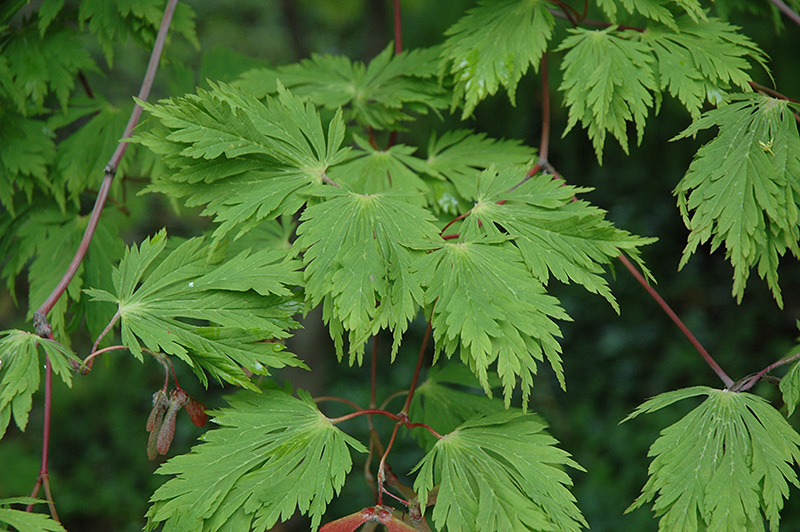 Cutleaf Fullmoon Maple (Acer japonicum 'Aconitifolium') at Bedner's Farm & Greenhouse