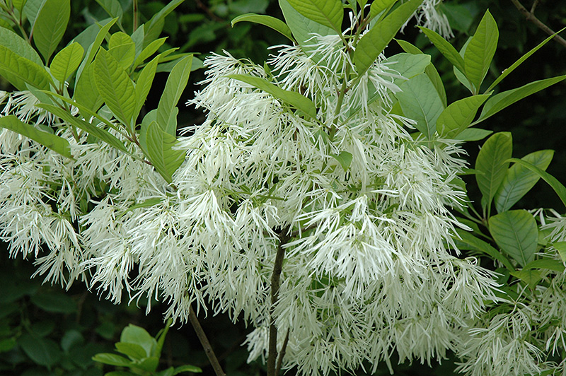 White Fringetree (Chionanthus virginicus) at Bedner's Farm & Greenhouse