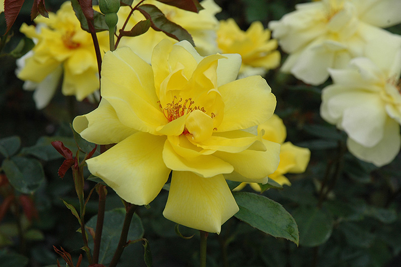 Golden Showers Rose (Rosa 'Golden Showers') at Bedner's Farm & Greenhouse