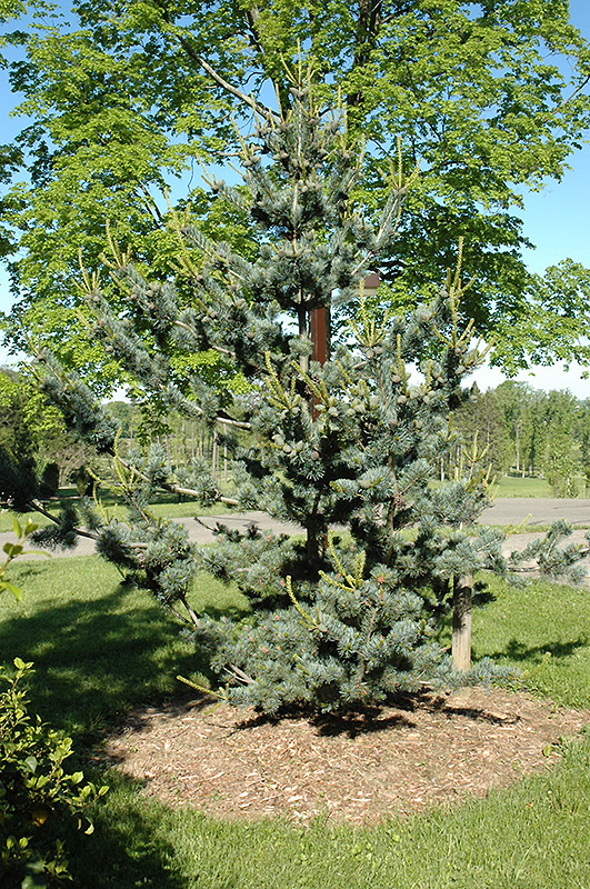 Short-Needled Japanese Blue Pine (Pinus parviflora 'Glauca Brevifolia') at Bedner's Farm & Greenhouse