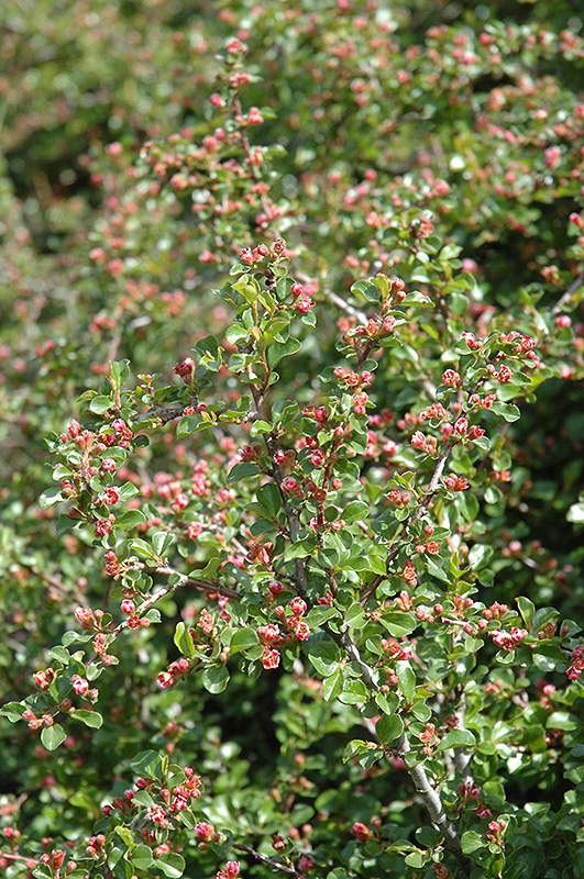 Cranberry Cotoneaster (Cotoneaster apiculatus) at Bedner's Farm & Greenhouse
