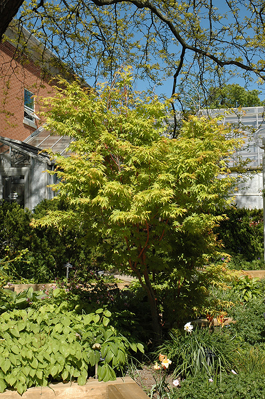 Coral Bark Japanese Maple (Acer palmatum 'Sango Kaku') at Bedner's Farm & Greenhouse